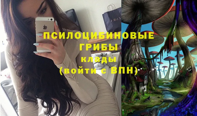 цены   Белая Калитва  Галлюциногенные грибы Psilocybe 