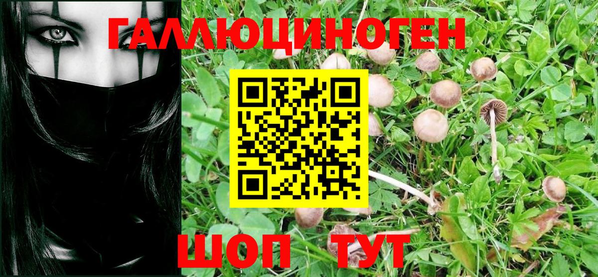 Псилоцибиновые грибы Cubensis Белая Калитва
